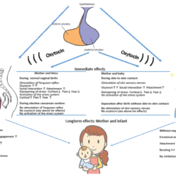 Women Pregnancy Hormones Binding With Infant: Best Tips