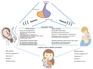 Read more about the article Women Pregnancy Hormones Binding With Infant: Best Tips