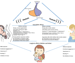 Women Pregnancy Hormones Binding With Infant: Best Tips