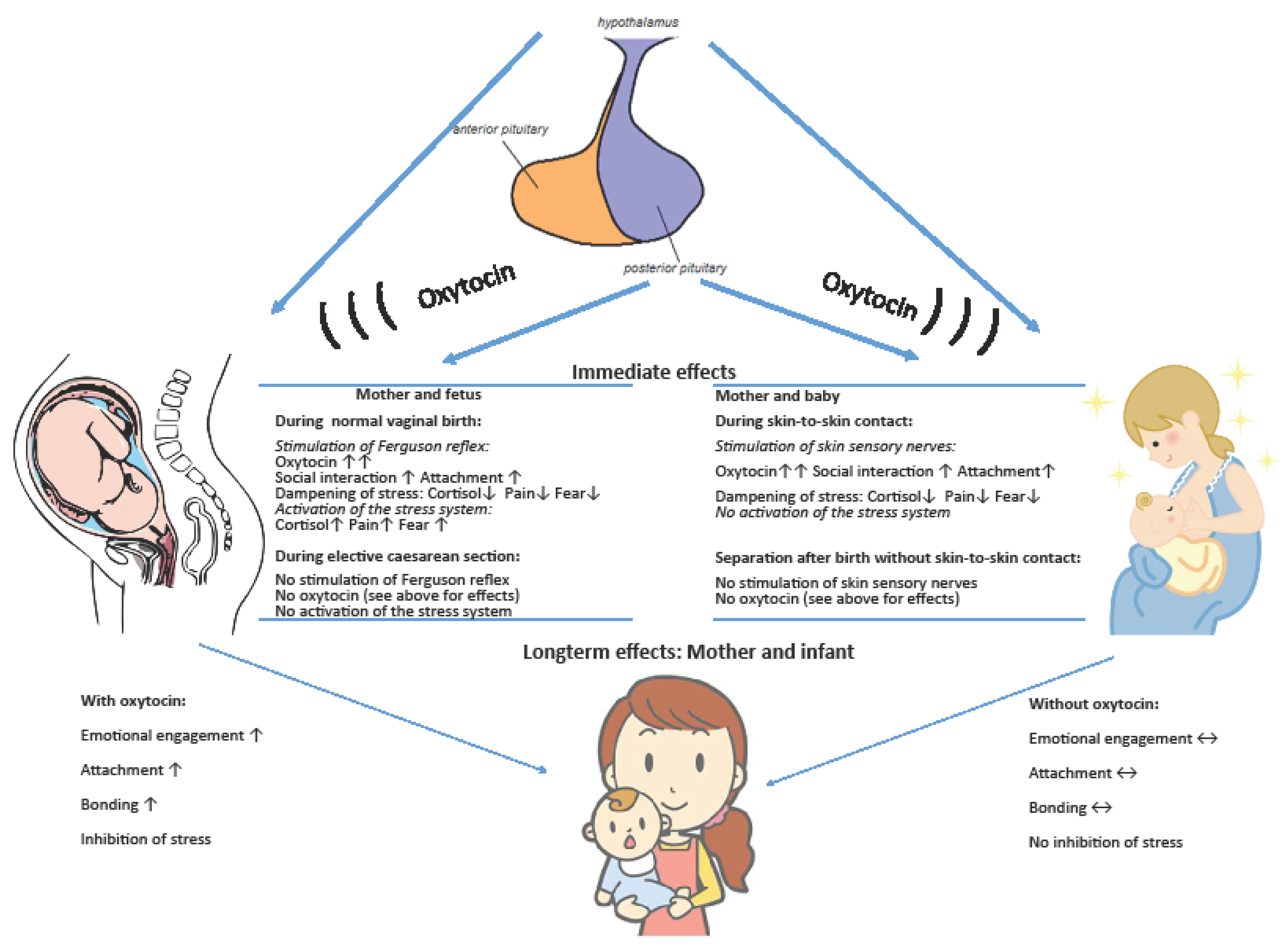 You are currently viewing Women Pregnancy Hormones Binding With Infant: Best Tips