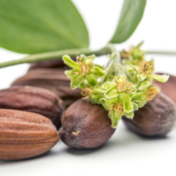 Is Jojoba Oil Safe During Pregnancy: Your pregnancy Tips