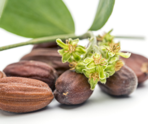 Is Jojoba Oil Safe During Pregnancy: Your pregnancy Tips