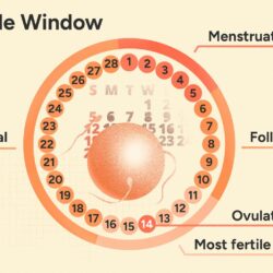 Ovulation Calculator for Irregular Periods: Best Way to count