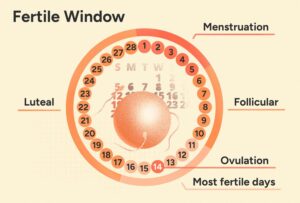 Read more about the article Ovulation Calculator for Irregular Periods: Best Way to count