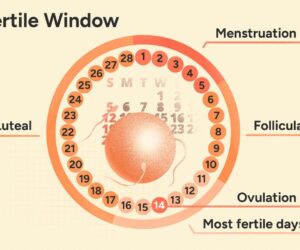 Ovulation Calculator for Irregular Periods: Best Way to count