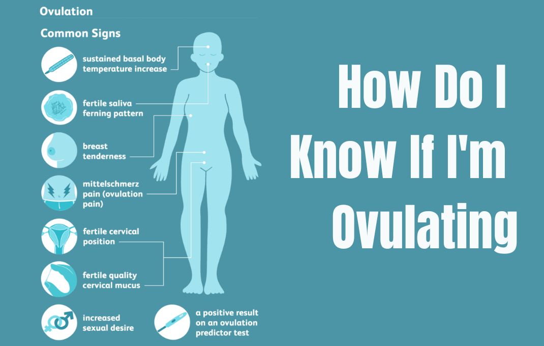 You are currently viewing How Do I Know If I’m Ovulating: Best Key Signs Unveiled