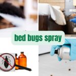 bed bugs spray