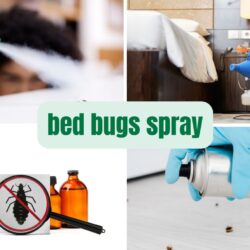 Bed Bugs Spray: The Ultimate Solution for Killing Bed Bugs