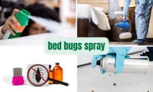 Read more about the article Bed Bugs Spray: The Ultimate Solution for Killing Bed Bugs