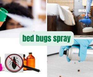 Bed Bugs Spray: The Ultimate Solution for Killing Bed Bugs