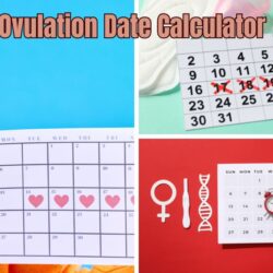 Ovulation Date Calculator: Best Way to Track Fertility Window