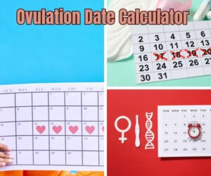 Ovulation Date Calculator: Best Way to Track Fertility Window