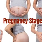 Pregnancy Stages