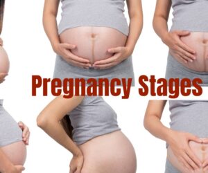 Pregnancy Stages Explained: A Week-By-Week Guide