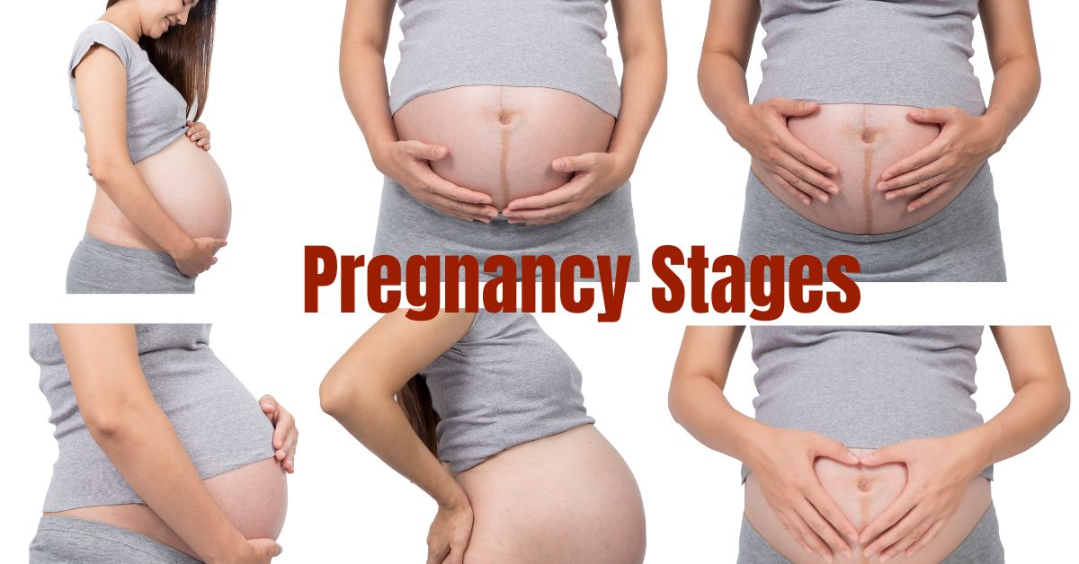 You are currently viewing Pregnancy Stages Explained: A Week-By-Week Guide