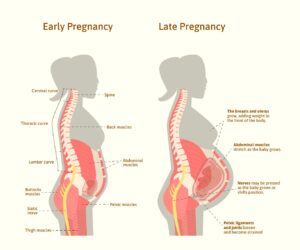 Pregnancy Changes: From Bump to Baby Bliss