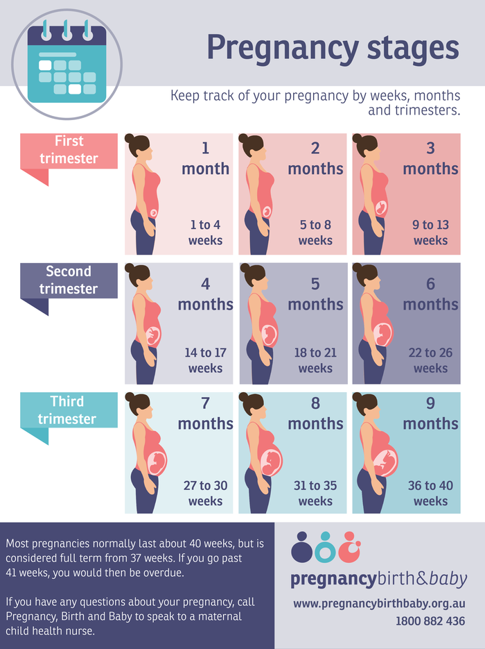 Pregnancy Stages